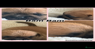 Mixed Breed dogs - Advert 11