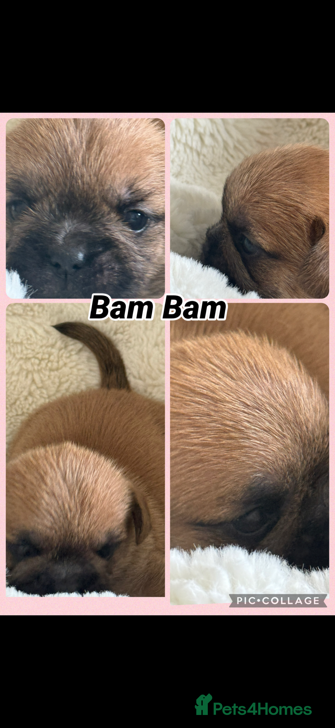 Mixed Breed dogs for sale: Beautiful Frenchie crossed with imperial Shitzu  - Image 3