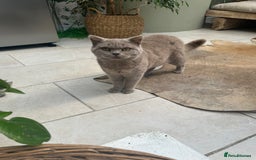 British Shorthair cats for sale: Beautiful lilac British shorthair male  - Image 5