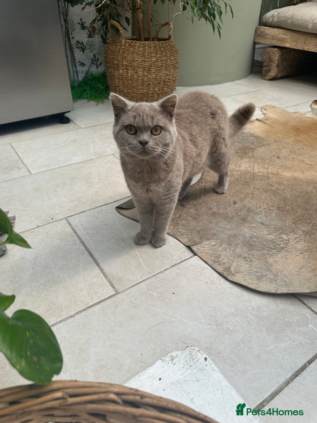 British Shorthair cats for sale: Beautiful lilac British shorthair male  - Image 5