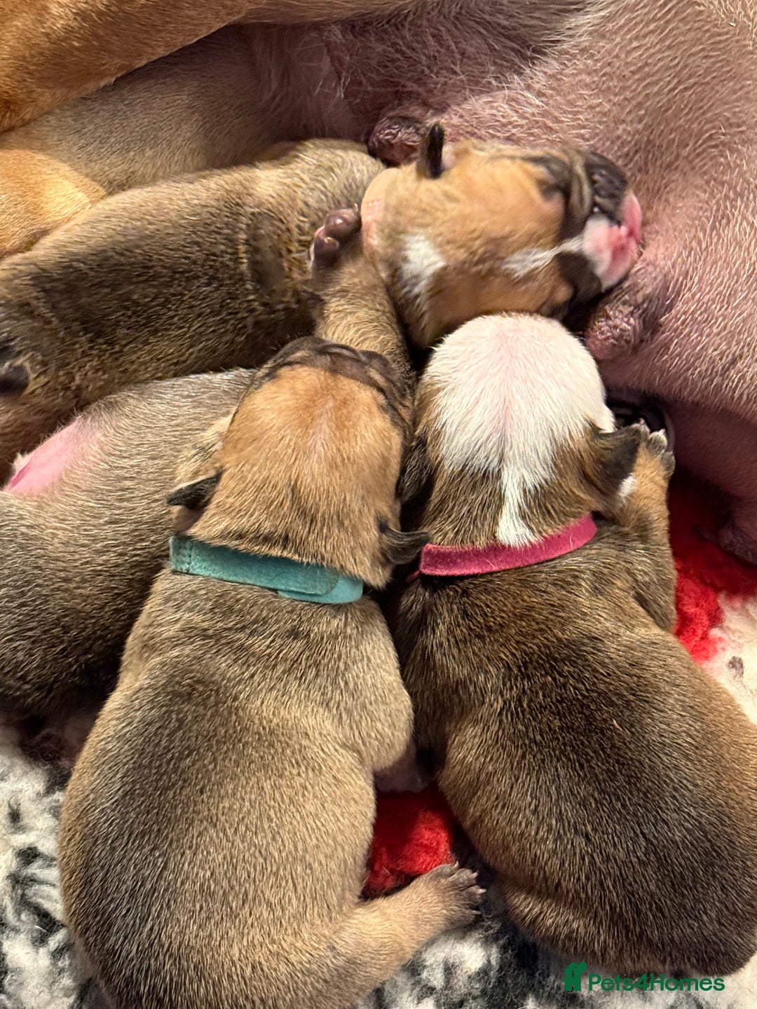 English Bulldog dogs for sale: Traditional English Bulldog Puppies  - Image 24