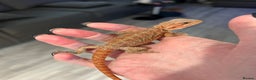 Bearded Dragon reptiles for sale: 1 red male  Baby bearded dragons - Advert 2