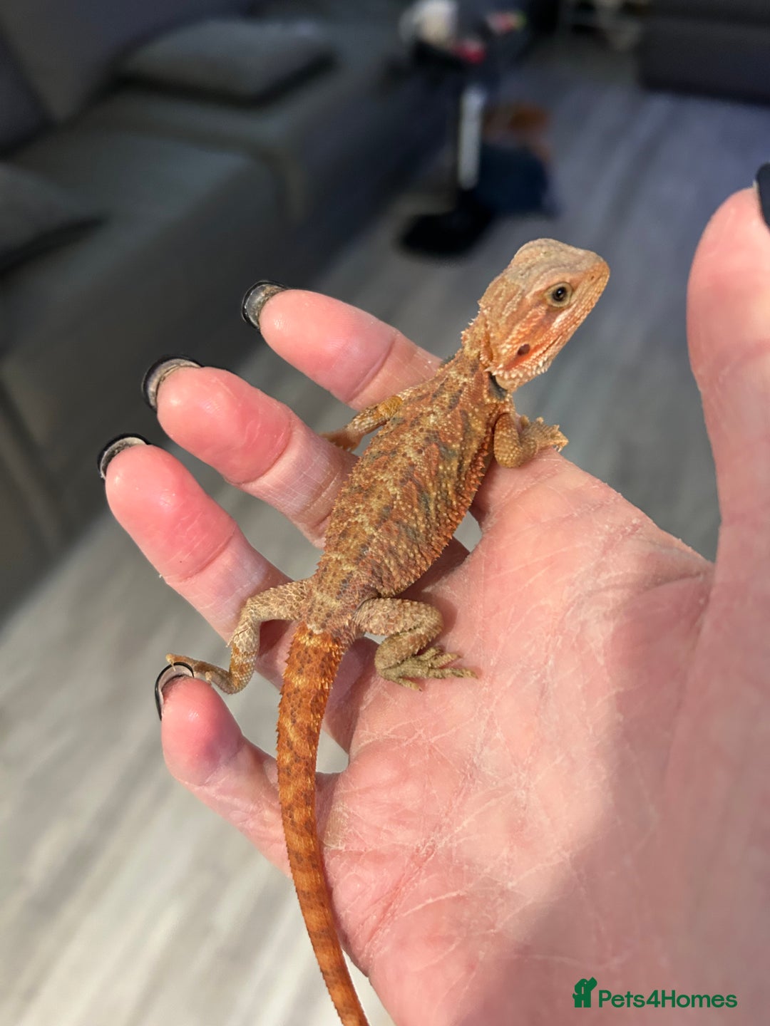 Bearded Dragon reptiles for sale: 1 red male  Baby bearded dragons - Advert 2