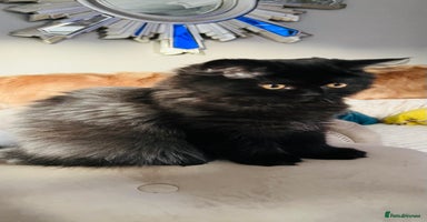 Persian cats - Advert 13