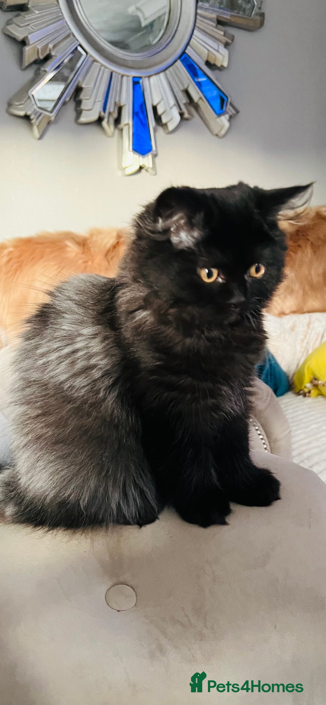 Persian cats for sale: Gorgeous Chinchilla Persian kittens (1 left) - Image 1