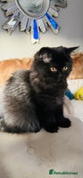 Persian cats - Advert 12