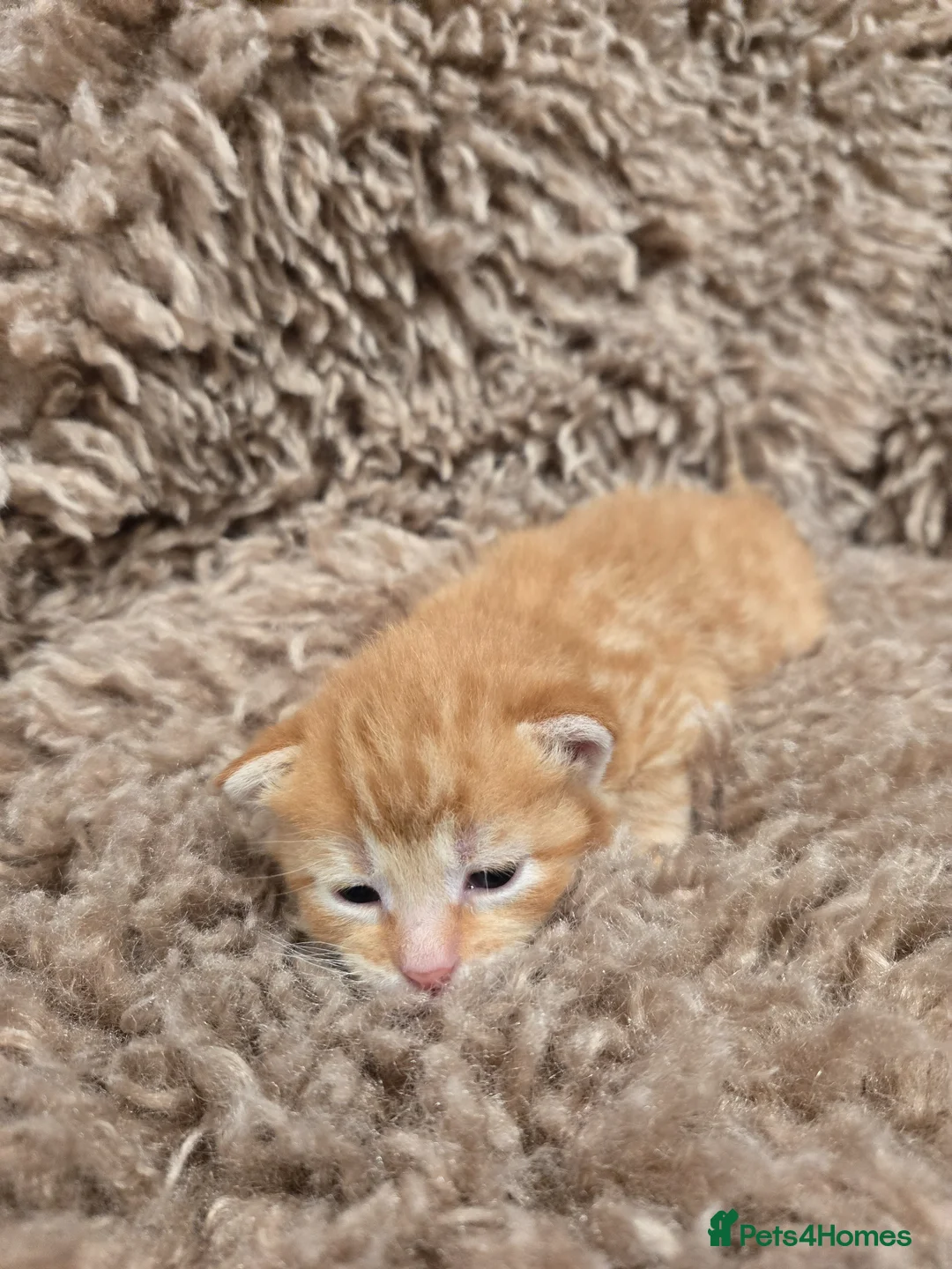 Savannah cats for sale: Savanah x kittens - Advert 2