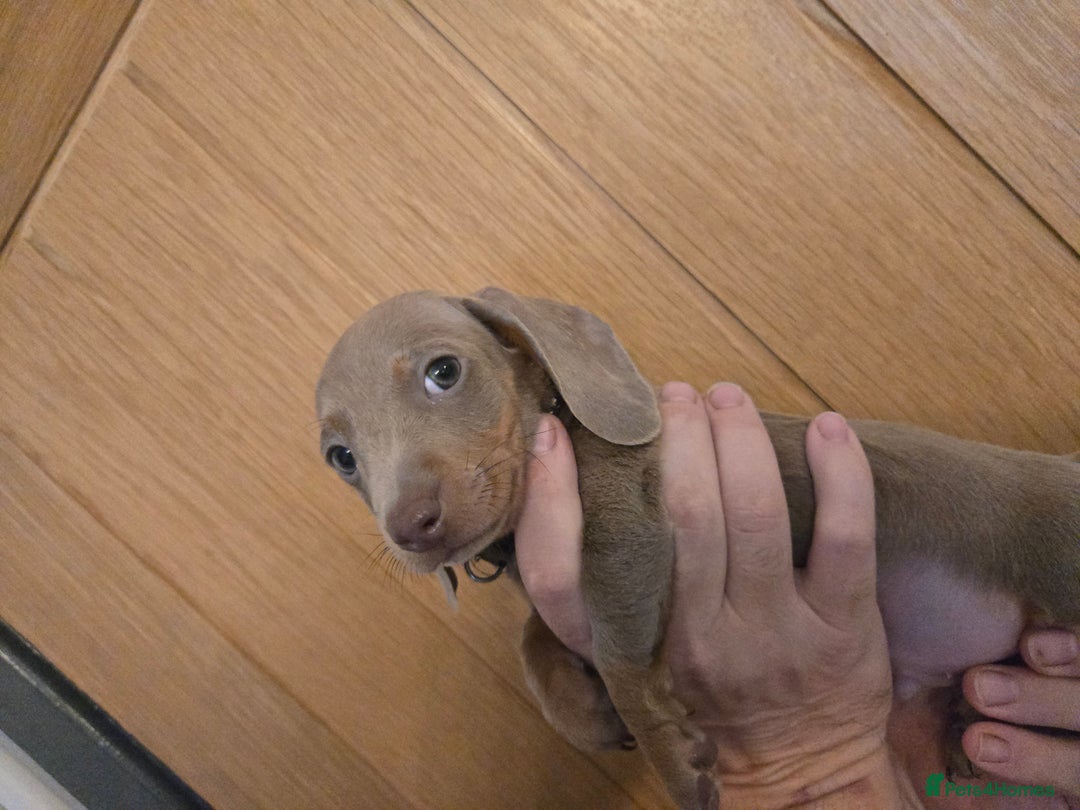Miniature Dachshund dogs for sale: REDUCED !! Miniature dachshund puppies kc reg   - Image 22