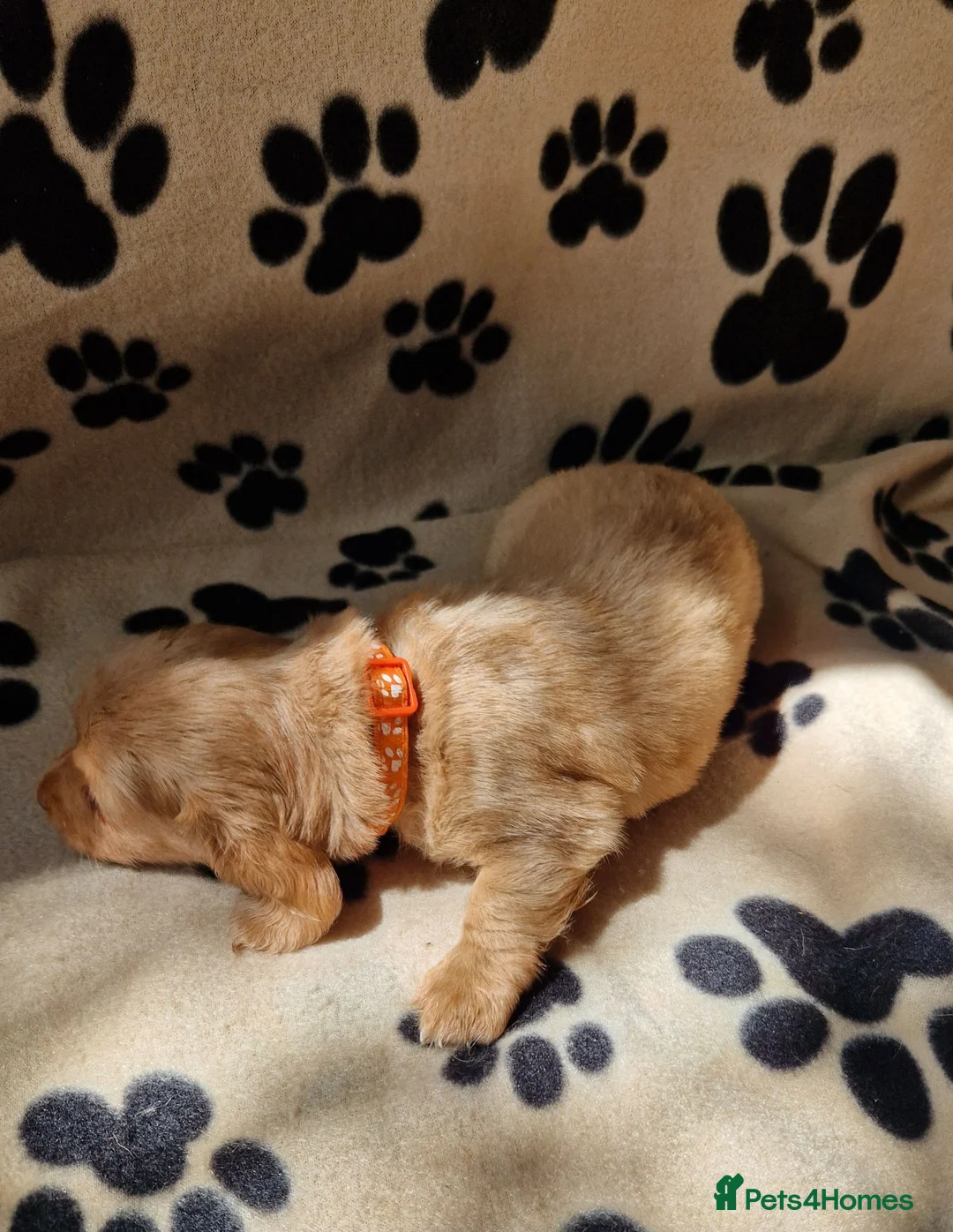 Miniature Dachshund dogs for sale: Miniature dachshund puppies in Willenhall - Advert 16