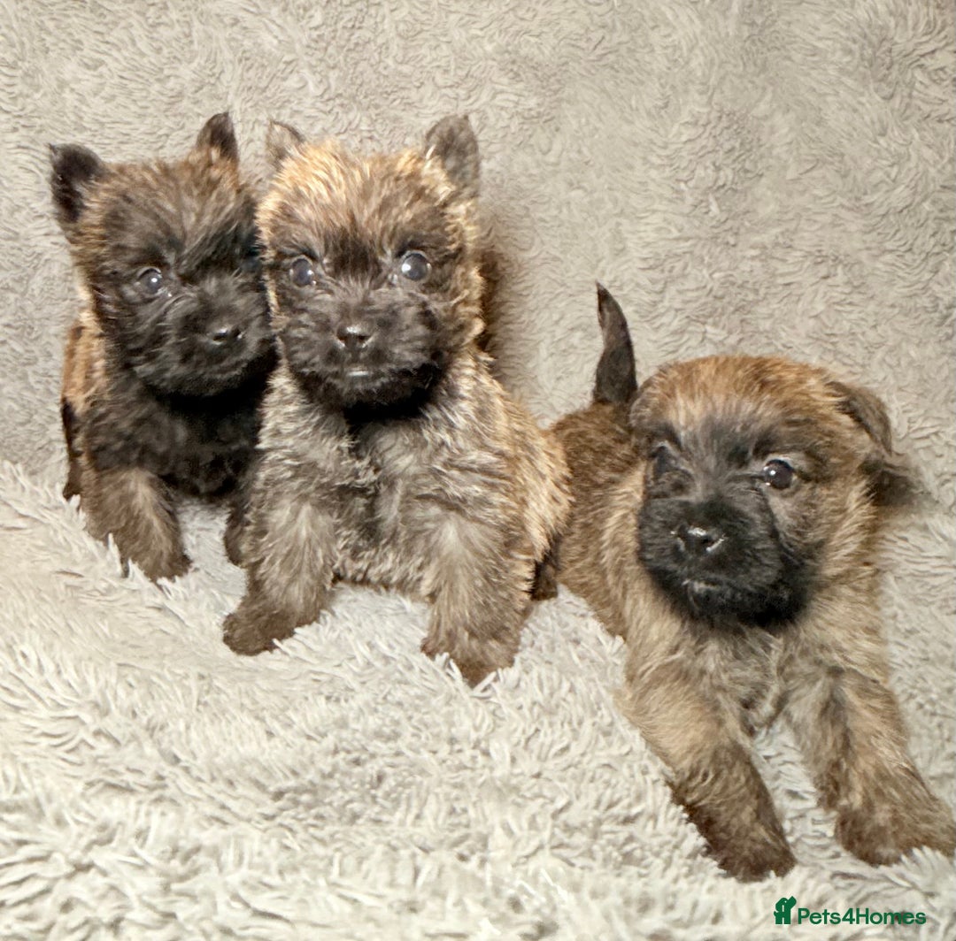 Cairn Terrier dogs for sale: STUNNING cairn terrier babies 🐾 - Advert 6