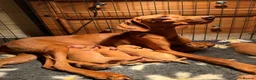 Hungarian Vizsla dogs for sale: Beautiful KC Registered Hungarian Vizsla puppies  in Blackburn - Advert 29