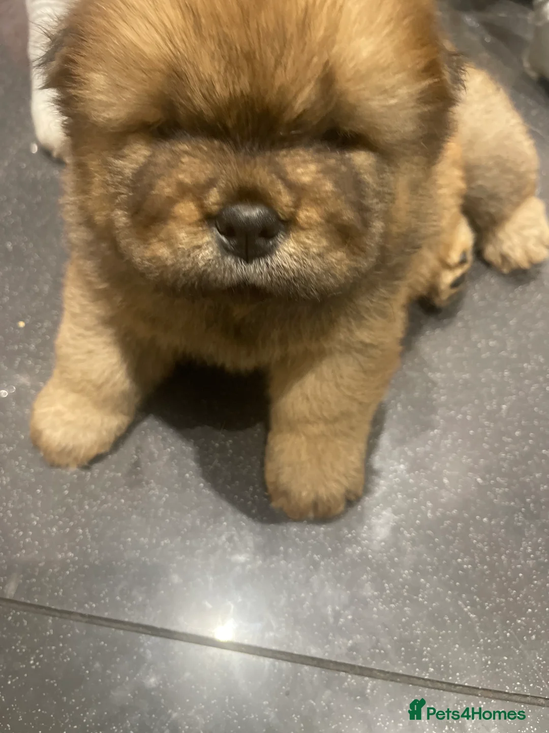 Chow Chow dogs for sale:  Chow chow  - Advert 19