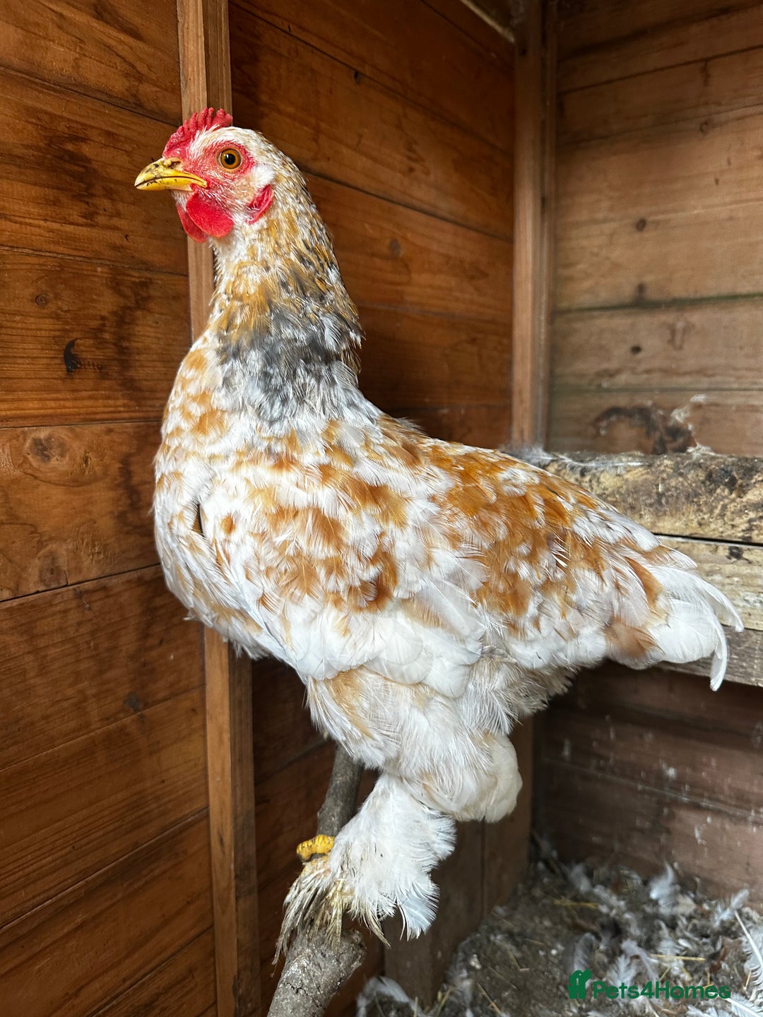 Chickens poultry for sale: Hybrid pekin bantams hatched from June 2025  - Image 14