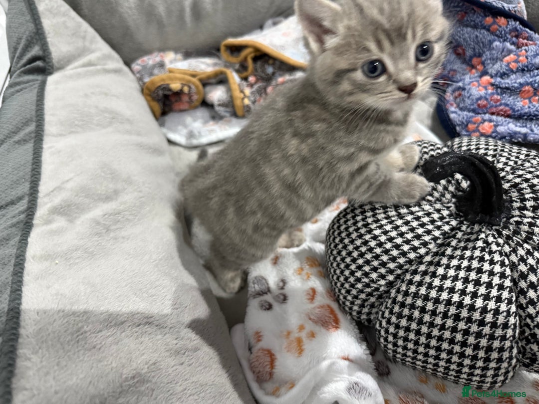 Ragdoll cats for sale: Ragdoll x main coon x British shorthair mix  - Image 23