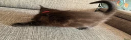 Maine Coon cats for sale: mainecoon kittens  - Advert 16