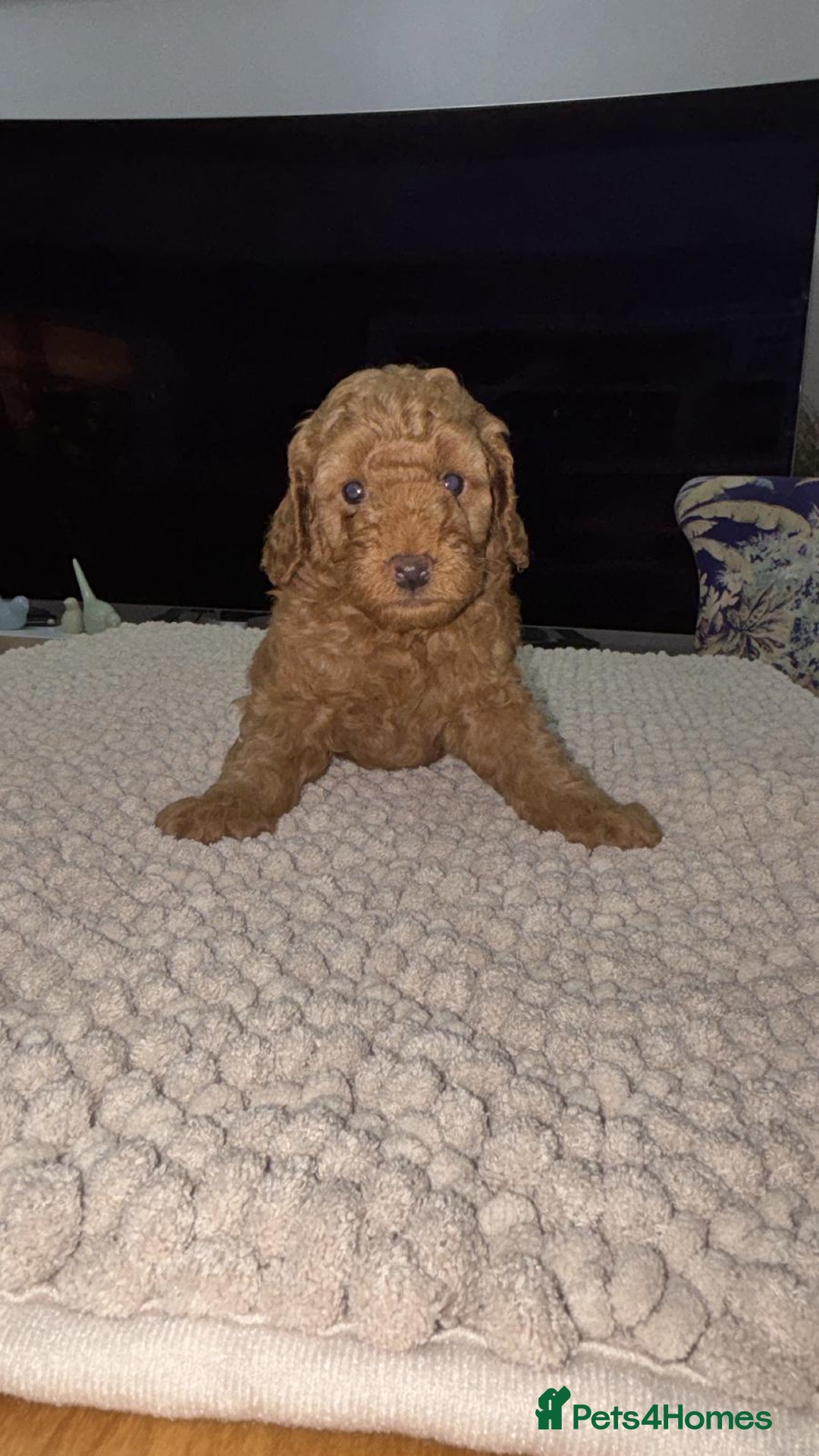 Toy Poodle dogs for sale: Look at our Beautiful Toy Poodle Puppies  - Advert 4