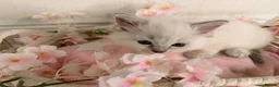 Ragdoll cats for sale: 10 Stunning Ragdoll Kittens available 🐾 in Henfield - Advert 5