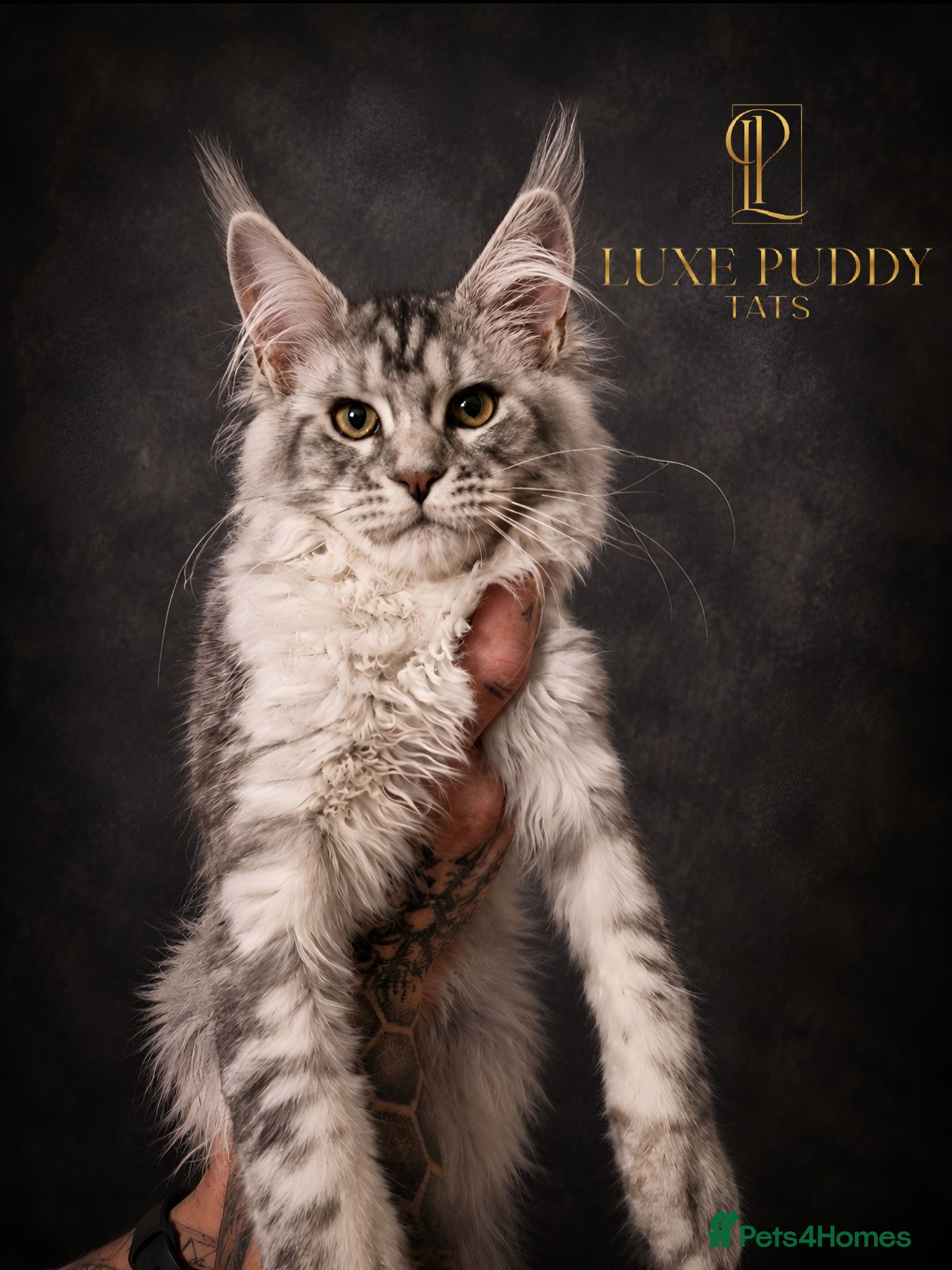 Maine Coon cats ⚜️ Black silver ticked tabby queen ⚜️ - Advert 1