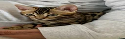 Bengal cats for sale: 🐅Gorgeous 😍One of a Kind Dream Bengal Boy!🐅 - Advert 25