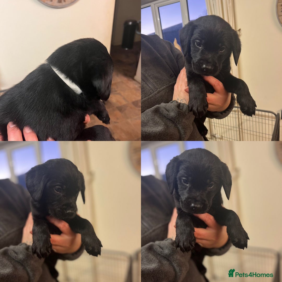 Mixed Breed dogs for sale: Labrador cross puppies - Advert 13