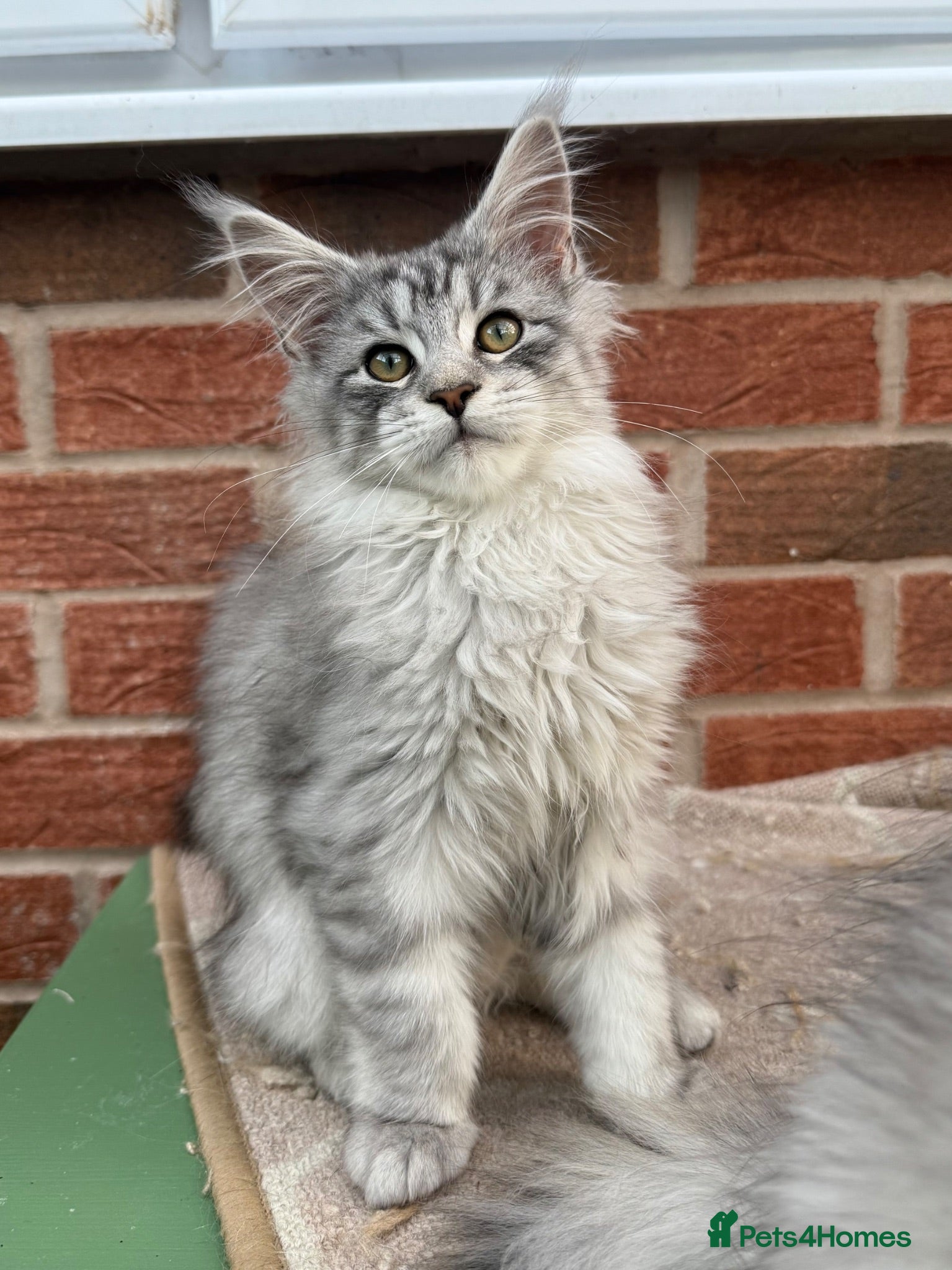 Maine Coon cats Maine coon kitten - Advert 2