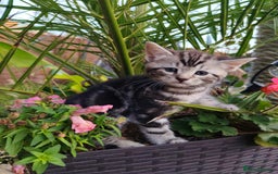 Mixed Breed cats for sale: Cute Bengal mix Kittens looking for loving homes🐱 - Image 34