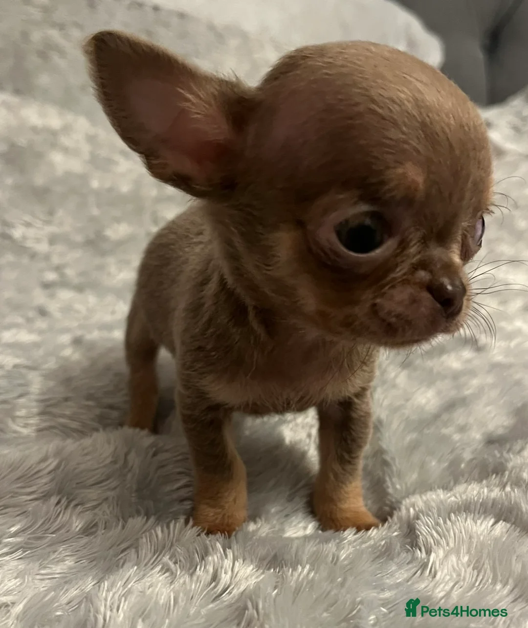 Chihuahua dogs for stud: STUNNING KC LILAC BOY FOR STUD DUTIES  in Birmingham - Advert 9