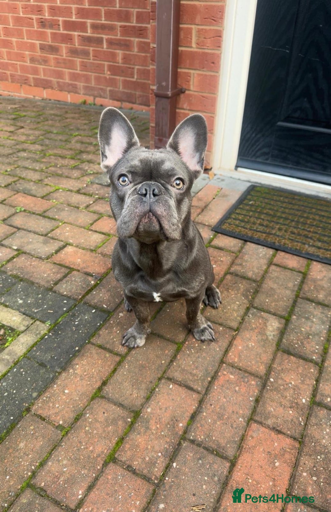 French Bulldog dogs for sale: 9 months old frenchie for sale  - Advert 2