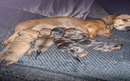 Miniature Dachshund dogs for sale: Miniature Dachshund Puppies – Short-Haired - £1000 - Image 10