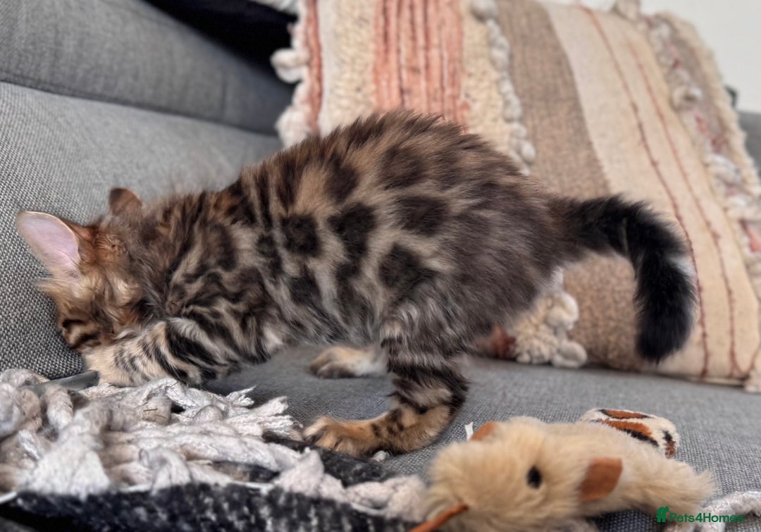 Bengal cats for sale: 💎Cashmere Bengal kittens (Bengal- Longhair) 💎 - Image 12