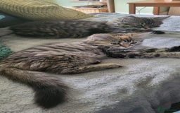 Siberian cats for sale: Beautiful Siberian kittens  - Image 11