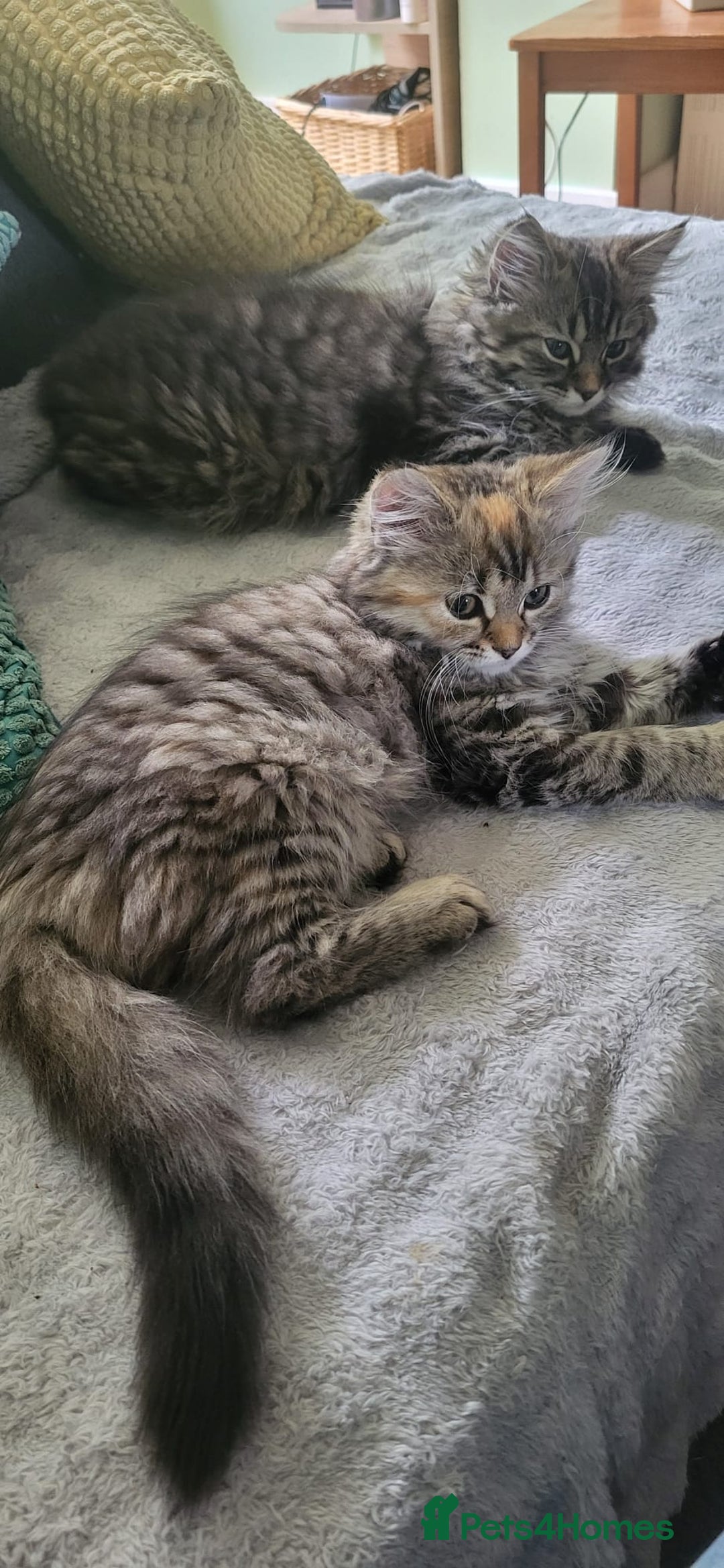 Siberian cats for sale: Beautiful Siberian kittens  - Image 11