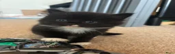 Mixed Breed cats for sale: Male kittens  - Advert 6