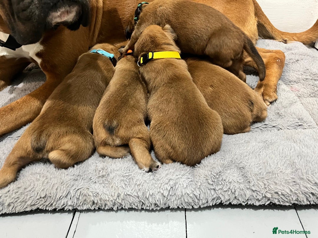 Boxer dogs for sale: Beautiful bob/tailed litter pure boxers  - Advert 16