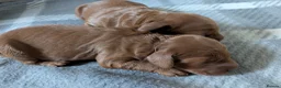 Cockapoo dogs for sale: Adorable F1b Red Cockapoos  - Advert 9