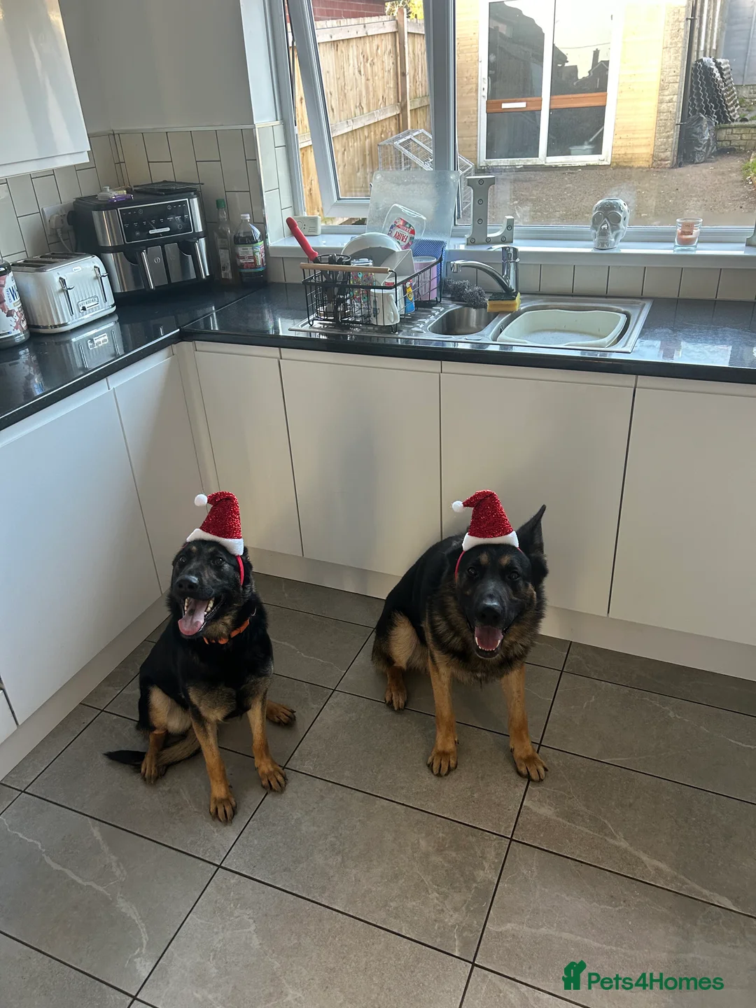 German Shepherd dogs for sale: German Shepherd bitch  - Advert 1