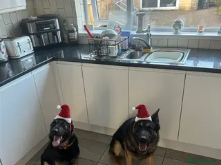 German Shepherd dogs German Shepherd bitch - Advert 2