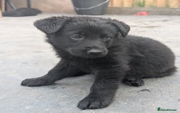 German Shepherd dogs for sale: Gorgeous German Shepherd Puppies - Image 22