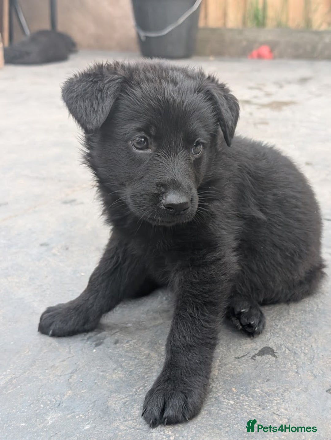 German Shepherd dogs for sale: Gorgeous German Shepherd Puppies - Image 22