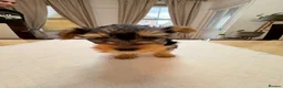 Yorkshire Terrier dogs for sale: BeautifulYorkshire Terrier Puppies –1 Boy & 1 Girl - Advert 11