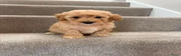 Coton De Tulear dogs for sale: Coton noodles puppies ready now  - Advert 8