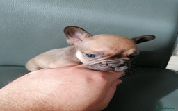 French Bulldog dogs for sale: Gorgeous French bulldog puppies Just 1 girl left!  - Advert 36