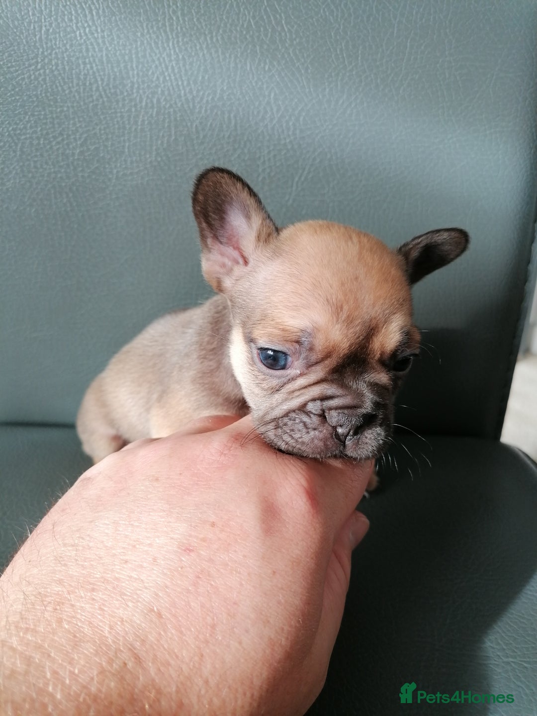French Bulldog dogs for sale: Gorgeous French bulldog puppies Just 1 girl left!  - Advert 36