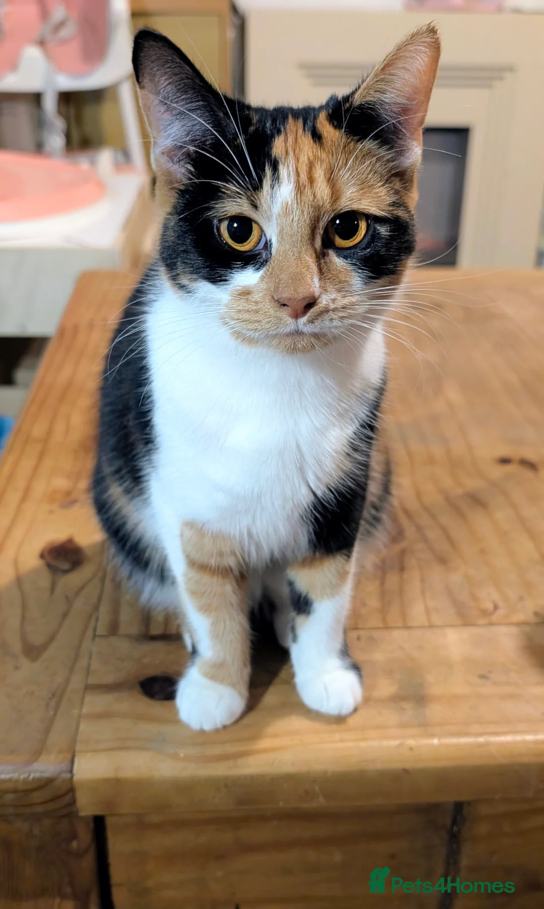 Domestic Shorthair cats for sale: 2 female bonded sisters  - Advert 2