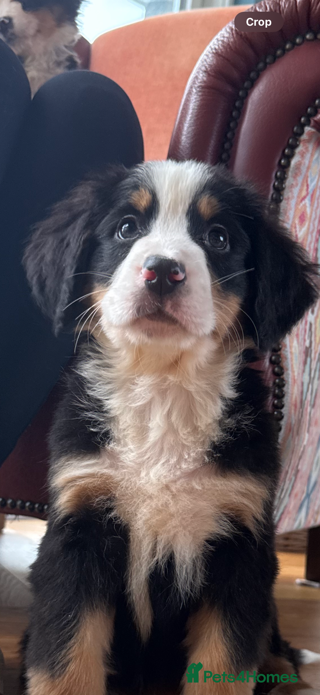 Bernese Mountain Dog dogs for sale: Bernese Mountain Dog Pups  - Advert 15