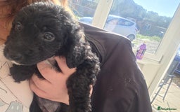 Cockapoo dogs for sale: Beautiful Female Cockapoo - Image 3