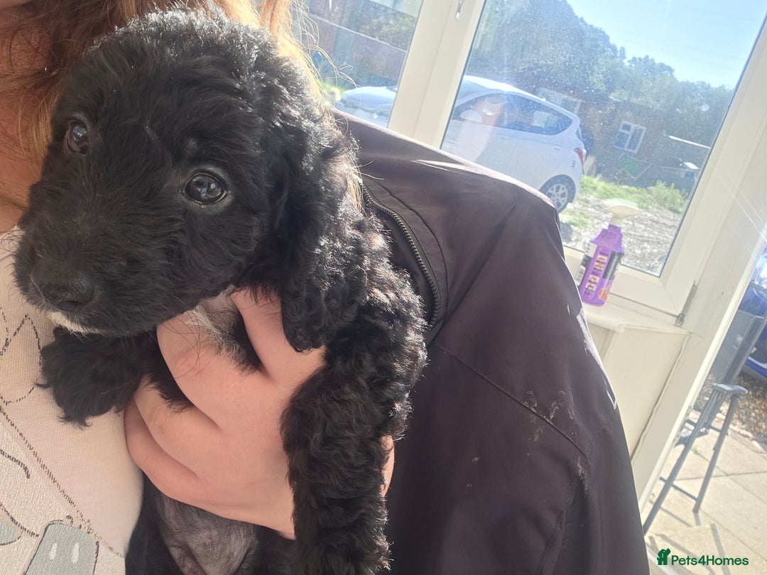 Cockapoo dogs for sale: Beautiful Female Cockapoo - Image 3