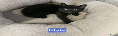 Mixed Breed 2