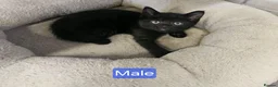 Mixed Breed cats for sale: Adorable kittens  - Advert 5