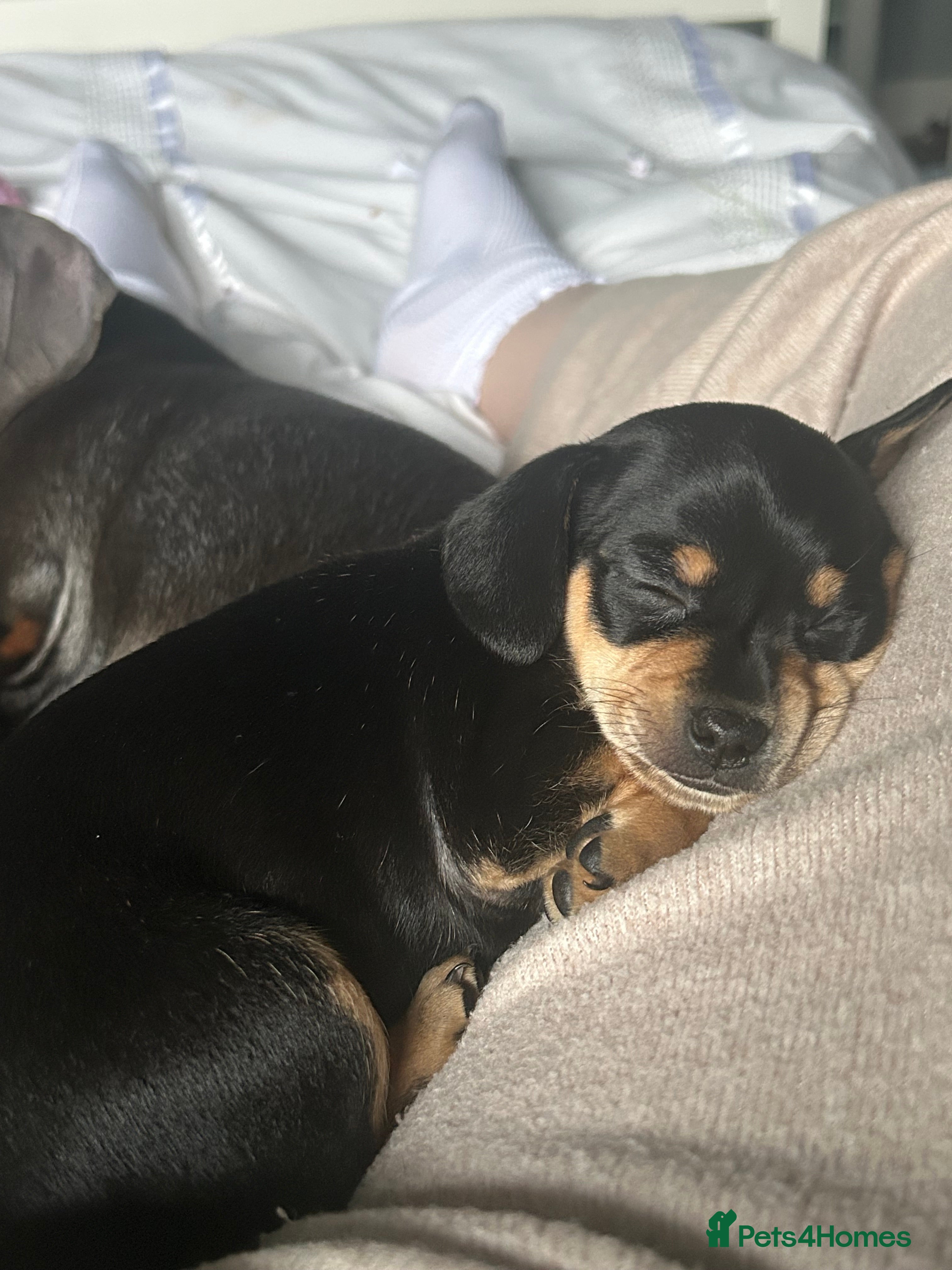 Chiweenie dogs blue chiweenie and Black and Tan   - Advert 1